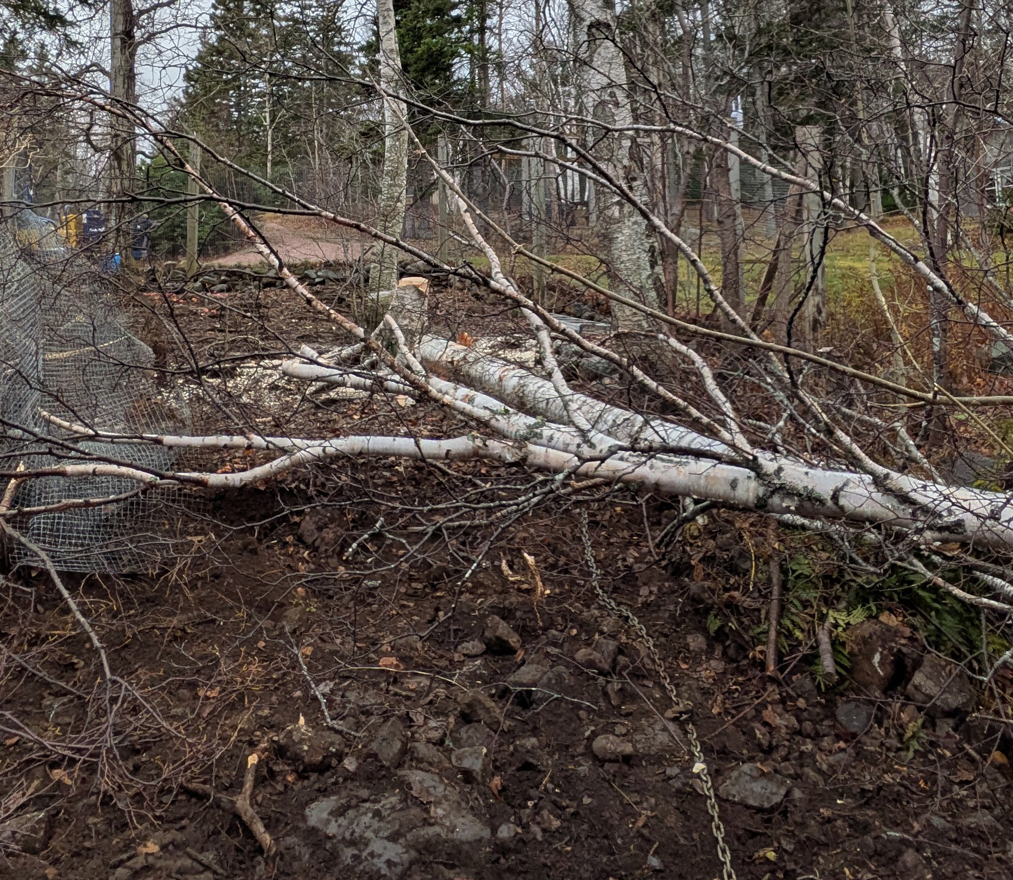 Fallen Tree