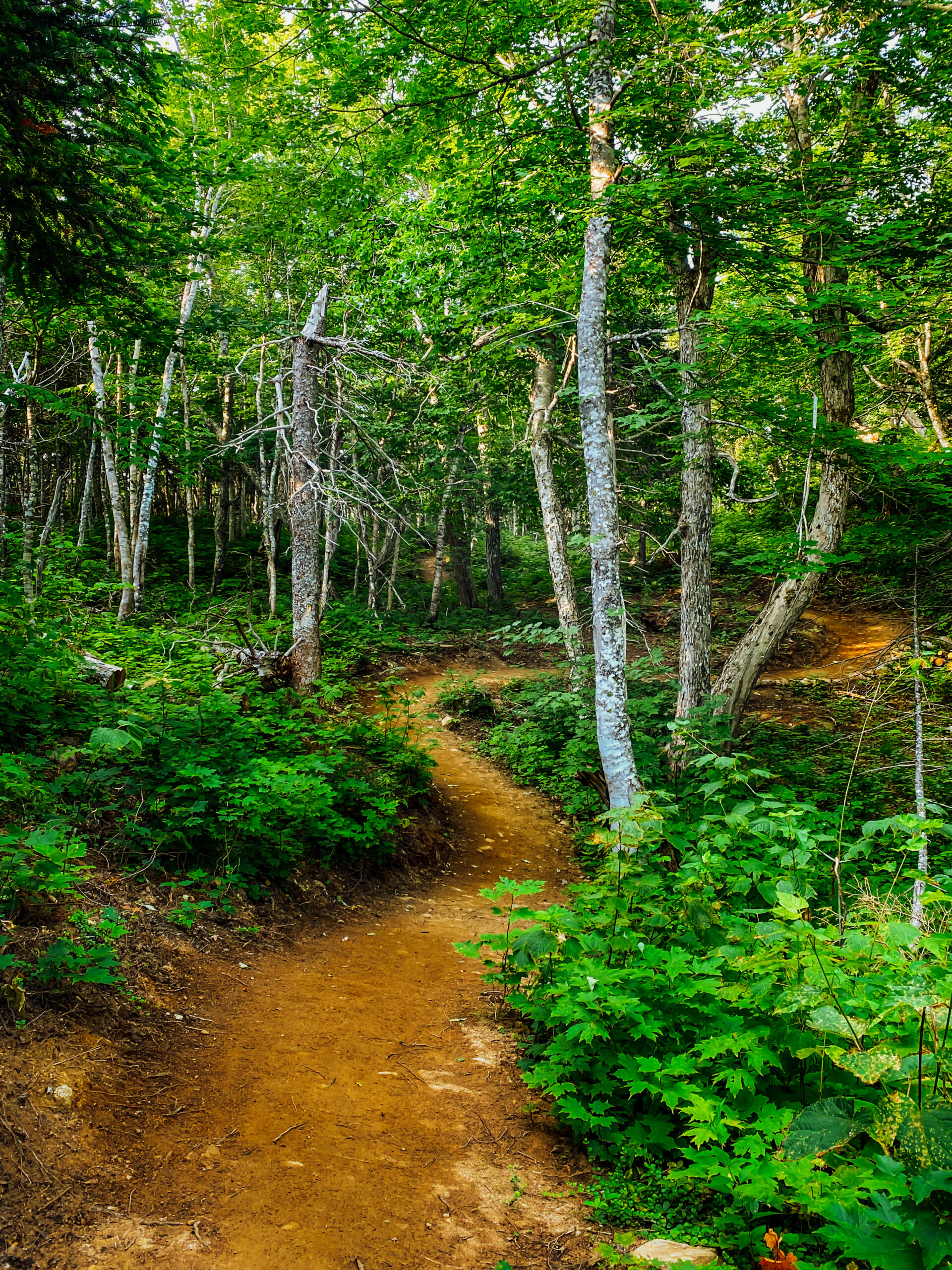 Narrow natural-surface trail through Cape Breton forest