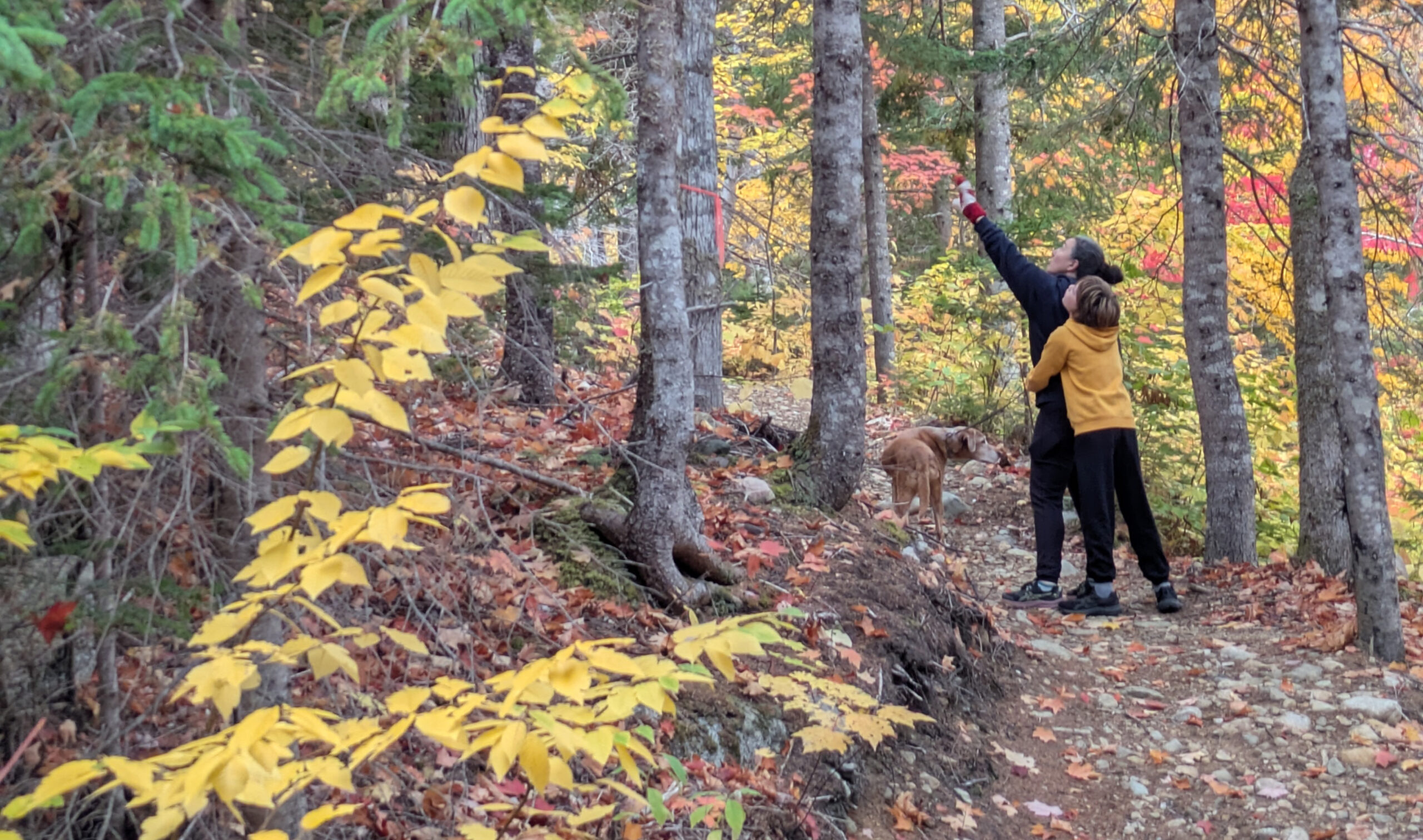 Finished natural-surface trail and berm in woodland