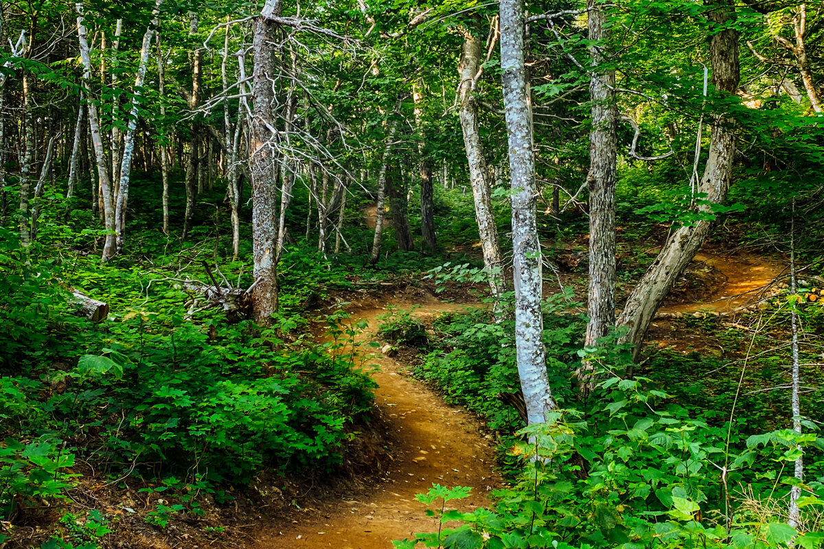 Purpose-built singletrack winding through Cape Breton forest